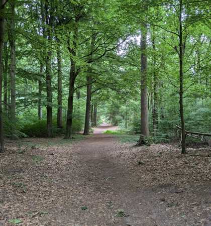Edese Bos2